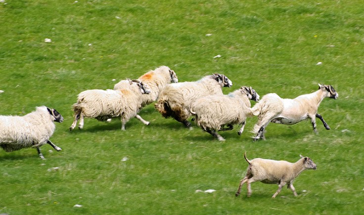 8361308650_d96605a020_c